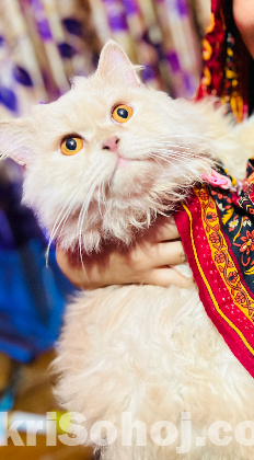 Parsiyan Cat